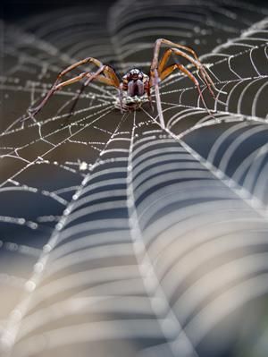 Spider Web Drawing, Spider Pictures, Spider Species, Spider Drawing, Spider Web Tattoo, Spider Silk, Spider Costume, Spider Crafts, Spider Jewelry