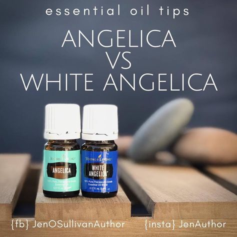 Angelica vs. White Angelica • Angelica is a single species essential oil. • White Angelica is a blend of Melissa, Northern Lights Black Spruce, Royal Hawaiian Sandalwood, Myrrh, Hyssop, Rose, Geranium, Bergamot, Ylang Ylang, and Rosewood with a small amount of Sweet Almond Oil. • Both are used for energy balance but from different ends of the spectrum. • White Angelica is to help guard against other people’s negative energy. • Angelica is to help release your own negative energy. Northern Lights Black Spruce, White Angelica, Black Spruce, Energy Balance, Essential Oils Health, Lights Black, Diffuser Recipes, Rose Geranium, Reflexology