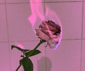 Burning Flowers, Burning Rose, Red Aesthetic Grunge, Aesthetic Roses, Rosé Aesthetic, Neon Aesthetic, Picture Collage Wall, Pastel Pink Aesthetic, Photo Wall Collage