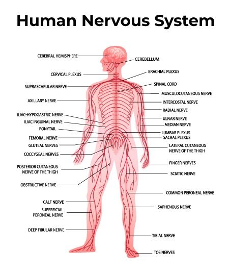 What is Nervous System? - Parts, Types and Functions - GeeksforGeeks Nervous System Parts And Functions, Nervous System Aesthetic, Nervous System Parts, Nervous System Diagram, Spitz Puppy, Human Nervous System, Basic Anatomy, Sensory Nerves, Median Nerve