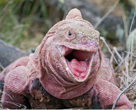 Scientists Exploring A Volcano Encounter A Creature They Didn't Ever Suspect To See Pink Iguana, Henry Miller, Top List, Park Ranger, Galapagos Islands, Lizards, Adorable Animals, Public Transport, Green Eyes