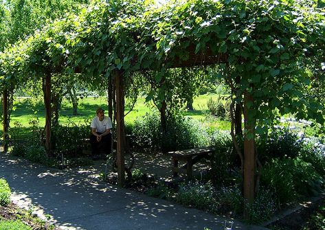 Grapevine Pergola | This beautiful grapvine covered pergola … | Flickr Grape Vine Pergola, Vine Pergola, Pergola Carport, Cedar Pergola, Cheap Pergola, Pergola Swing, Wood Pergola, Pergola Attached To House, Garden Vines