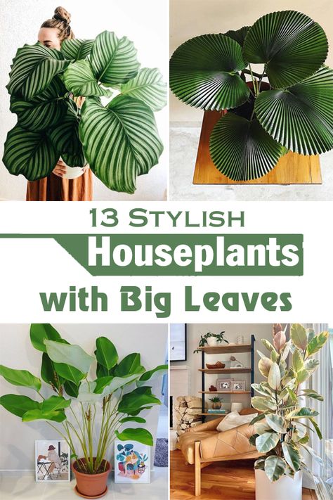 Do you know about Plants' Leaves that are Bigger Than Your Head? Check out our exclusive list with some interesting plants having tremendous foliage! Big Leaf Indoor Plant, Big House Plants, Tall House Plants, Fall Container Plants, Large Leaf Plants, Big Leaf Plants, Plant Decor Ideas, Big Indoor Plants, Indoor Tropical Plants