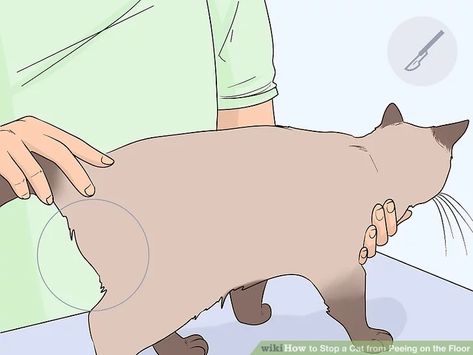 How To Keep Cats From Peeing On Stuff, How To Stop Cats From Peeing In House, Cat Pee Smell Removal, Urine Remover, Cat Urine Remover, Cat Pee Smell, To Pee, Cat Pee, Cat Urine