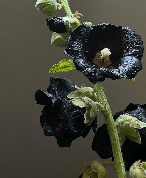 “The Black Hollyhock, an ethereal bloom of ambition and abundance, is governed by Venus and entwined with the spirits of Ceres and Demeter, celebrated during the mystical festival of the first fruits.” @yasminemei #noir #bloom #spirituality Black Hollyhock, The Label, The Black, The First, Spirituality, Festival, Fruit, Celebrities, Quick Saves