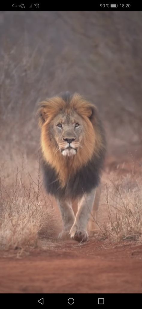 Lion Videos King, Lions Walking, Lion Walking, Walking Animation, Lion Couple, Friendship Photos, Lion Photography, Lions Photos, Best Photo Background