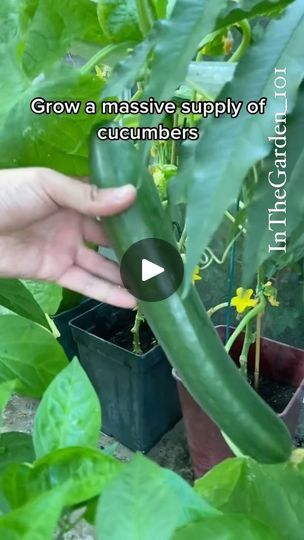 481K views · 18K reactions | 🌱🥒 Growing Cucumbers 101: Tips & Tricks! 🌱🥒

🌿 If you’re looking to grow your own crunchy and refreshing cucumbers, here are some handy hints to help you along the way:

1️⃣ Choose the Right Variety: Select cucumber varieties that are well-suited for your climate and growing conditions. Some popular choices include ‘Straight Eight,’ ‘Lemon,’ and ‘Pickling’ cucumbers.

2️⃣ Provide Ample Sunlight: Cucumbers thrive in full sunlight, so make sure to choose a sunny spot in your garden for planting. Aim for at least 6-8 hours of direct sunlight per day.

3️⃣ Prepare the Soil: Cucumbers prefer well-draining soil enriched with organic matter. Add compost or well-rotted manure to improve soil fertility and drainage.

4️⃣ Planting and Spacing: Plant cucumber seeds o How To Plant Cucumbers, Cucumber Varieties, Gardening Indoors, Cucumber Canning, Veggie Gardens, Cucumber Trellis, Edible Seeds, Cucumber Plant, Cucumber Seeds