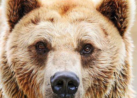 BEAR-A-TON / Eye to eye by Tambako the Jaguar, via Flickr Bear Eyes, Animal Facts Interesting, Regard Animal, Grizzly Bears, Animal Magnetism, Brother Bear, Interesting Animals, Bear Pictures, Love Bear