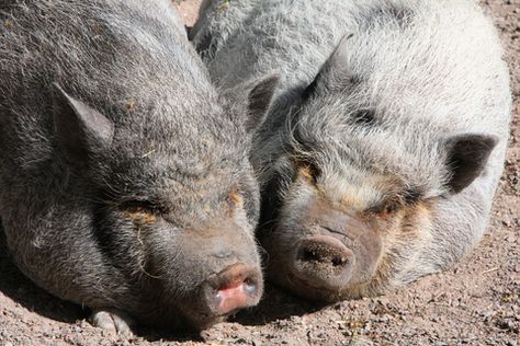 Accent Reduction: Animal Idioms - http://www.accentpros.com/2014/11/20/accent-reduction-animal-idioms-part-1/ Animal Idioms, Pig In A Poke, Business Idioms, Accent Reduction, English Phrases Idioms, English Phrases, Animals