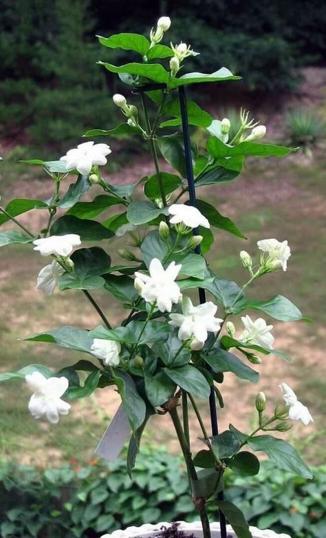 Arabian Jasmine, Jasminum Sambac, Sambac Jasmine, Fast Growing Evergreens, Jasmine Plant, Jasmine Flower, Moon Garden, Baguio, Flowering Vines