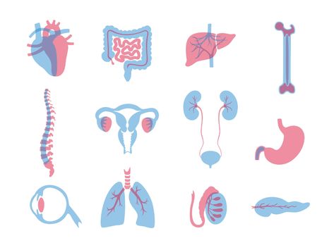 Internal organs by Tetiana Pavliuchenko on Dribbble Body Preschool, Medicine Packaging, Human Organ, Internal Organs, Science Illustration, Medical Anatomy, Floral Border Design, Medical Art, Body Anatomy