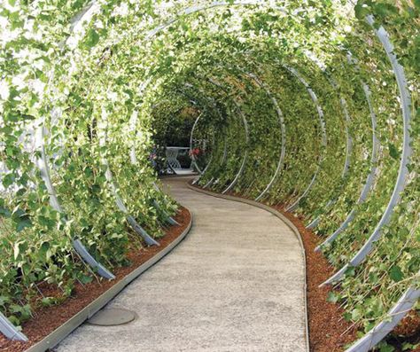 green tunnel Wedding Tunnels, Class Garden, Garden Tunnel, Green Tunnel, Landscaping Garden Design, Tunnel Design, Gardens Of Babylon, Walkway Design, Arch Ideas