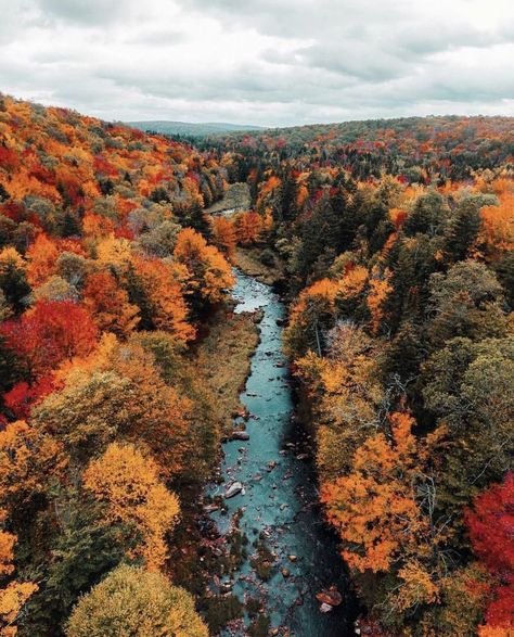 Wallpaper Laptop, Have Inspiration, Red Leaves, Autumn Scenery, Fall Pictures, Autumn Aesthetic, Fall Wallpaper, Autumn Photography, Nature Aesthetic