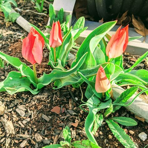 How To Plant Tulips In Pots, Planting Tulips In Containers, When To Plant Bulbs, Tulip Care, When To Plant Tulips, Planting Tulip Bulbs, Tulips Bloom, Growing Tulips, Front Flower Beds