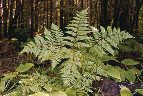 Bracken Fern, True Roots, Fern Plant, Vascular Plant, Low Maintenance Garden, Invasive Species, Plant Species, Planting Bulbs, Large Plants