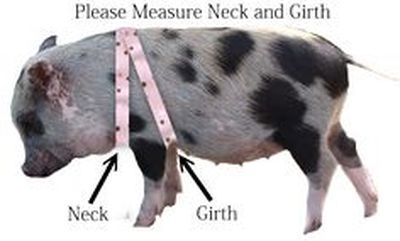 Picture Potbellied Pigs, Mini Potbelly Pigs, Diy Harness, Mini Pig Care, Potbelly Pigs, Pig Harness, Pot Belly Pig, Style Harness, Pig Care