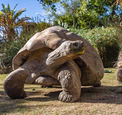 Giant Fernandina Tortoise Kiwi Turtle, Turtle Reference, Creek Aesthetic, Terrestrial Animals, World Turtle, Baby Tortoise, Galapagos Tortoise, Giant Tortoise, Tortoise Turtle