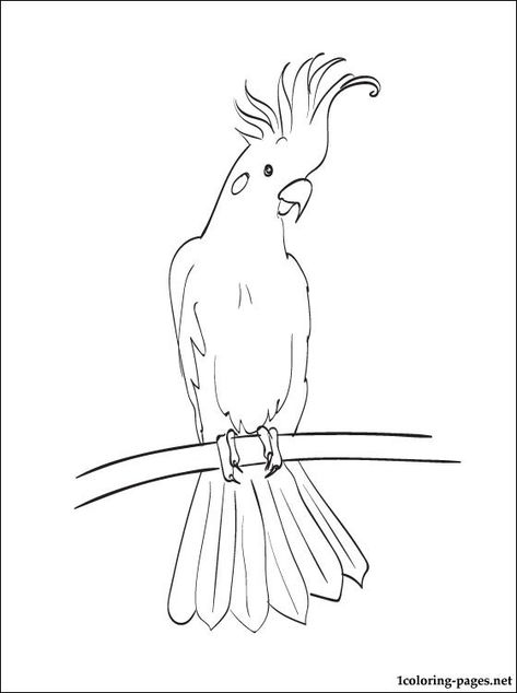 cockatoo Bird Carving Patterns, Print Coloring Pages, Girls Coloring Pages, Australian Parrots, Animal Stencil, Bird Coloring Pages, Coloring Pages For Boys, Australian Animals, Animal Sketches