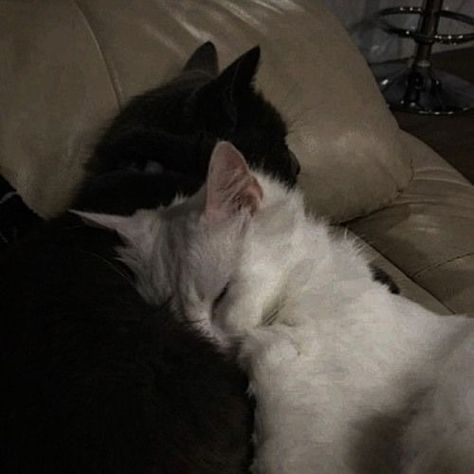 Cats In Love, Black And White Cats, Two Cats, White Cats, Cat Aesthetic, Pretty Cats, Love Of My Life, Cute Cats, Of My Life