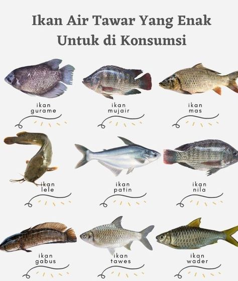 Ikan Lele, Makanan Rendah Kalori, Food Shelf Life, Ikan Air Tawar, Health Drinks Recipes, Diet Inspiration, Resep Diet, Chicken Garden, Good Morning Beautiful Pictures