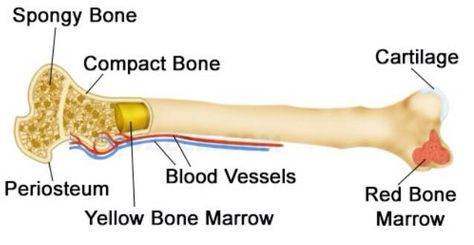 #WednesdayWellness 206 motionless and living BONES, protect, support and shape the body make up nearly 1/5 of the body weight. Calcium is needed to make bones hard, which allows them to support body weight. Bones also store calcium and release some into the bloodstream when it's needed by other parts of the body. Milk, dairy products, orange juice, leafy green vegetables, and broccoli. #LetHerBeHeard #Bones #BloodCells #Vitamins #WomenWellness Red Bone Marrow, Cancellous Bone, 206 Bones, Sesamoid Bone, Bone Tissue, Human Skeletal System, The Skeletal System, Types Of Bones, Pelvic Girdle