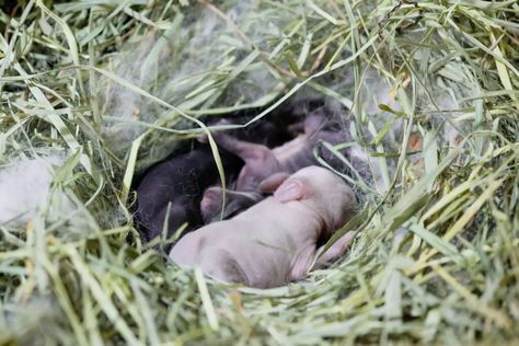 How to care for baby bunny? They're at their most fragile so you need to know what to do. Learn what to feed them, how frequent, and more. Baby Bunnies Care, Breeding Bunnies, What To Feed Rabbits, Wild Baby Rabbits, Bunny Care Tips, Rabbit Information, Newborn Bunny, Guinea Pig Breeding, Wild Bunny