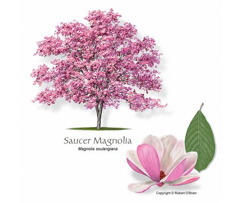 Texas Fall Garden, Jane Magnolia Tree, Deck Plants, Saucer Magnolia Tree, Saucer Magnolia, Magnolia Soulangeana, Magnolia Art, Neem Tree, Bird Diy