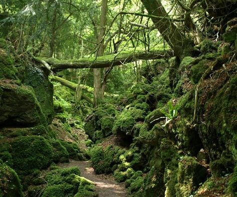 This is the magical forest on the Welsh border where they filmed Star Wars - Wales Online Moss Growing, Forest Of Dean, Magic Forest, Ancient Tree, Magical Forest, Magical Places, Enchanted Forest, Middle Earth, In The Forest