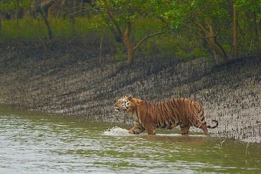 Sundarban Boat Safari and Resorts: Sundarban Package tour Forest Department, Saltwater Crocodile, Bay Of Bengal, Mangrove Forest, Komodo Dragon, Indigenous Community, Pomeranian Dog, Houseboat, Watch Tower