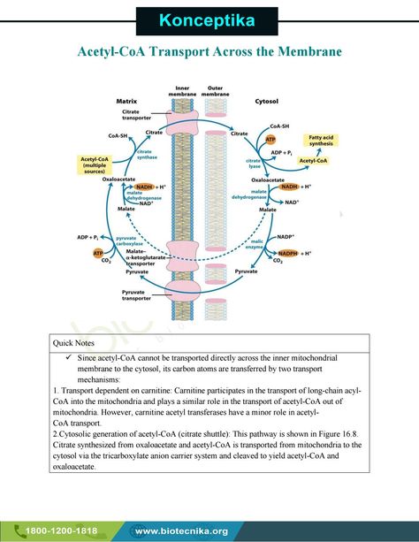 Acetyl-CoA Transport Across the Membrane Acetyl Coa, Learn Biology, Biochemistry, Training Programs, Biology, A P, Quick Saves, Pins