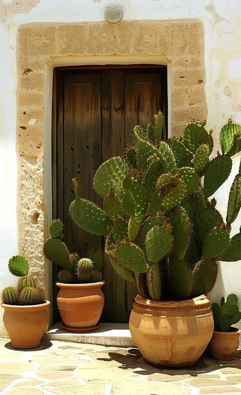 Cactus Gardens, Cactus Water, Indoor Cactus, Cactus Care, Inside Plants, Succulent Gardening, Cactus Plant, House Plants Decor, Home Landscaping