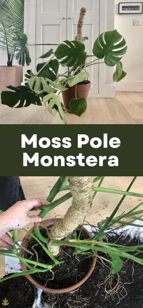 Is your Monstera plant growing all over the place in every direction? If so, it might be time to add vertical support and turn your plant into a Moss Pole Monstera. Read on to learn all about Moss Pole Monstera plants! Diy Plant Climbing Pole, Monstera Climbing, Monstera Plant Support Diy, Diy Monstera Pole, Monstera Plant Support, Monstera Trellis, Monstera Pole, Monstera Support, Monstera Support Pole Diy