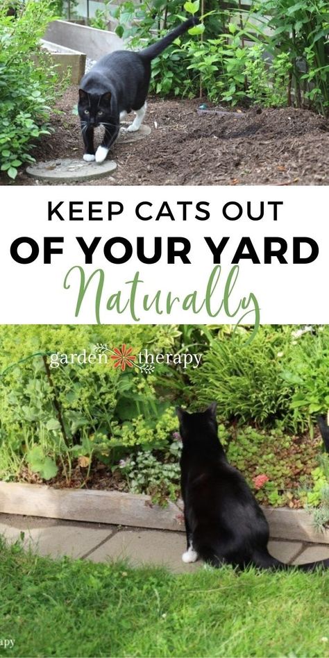 Natural Cat Repellent Yards, Natural Cat Deterrent, Keeping Cats Out Of Yard, Cat Repellant Plants, How To Deter Cats From Yard, Keeping Cats Out Of Garden, Diy Cat Repellent Spray Outdoor, How To Keep Cats Out Of Yard, How To Keep Cats Out Of Garden