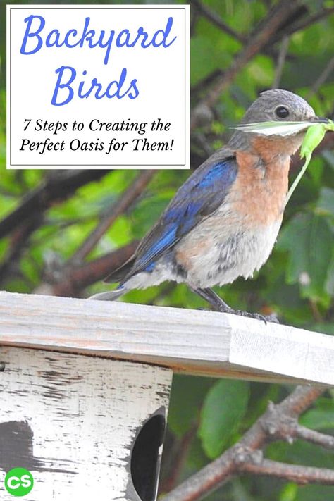 There are things you can easily do to turn your backyard into an inviting oasis for your feathered friends. Invite more backyard birds with these tips!  #backyardbirds #featheredfriends #birdnerd #attractingbirds #birds Bird Oasis Backyard, Bird Habitat Landscape Design, Keeping Birds Out Of Garden, Birding Tips, Bird Attack, Backyard Birds Watching, Backyard Birds Sanctuary, Gardening Flowers, Wildlife Gardening