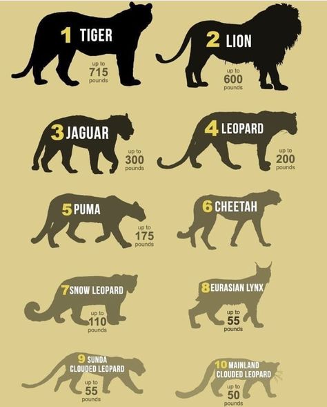 Big Cat Weights Comparison Biggest Cat In The World, Eurasian Lynx, Jaguar Leopard, Leopard Art, Clouded Leopard, Lion Art, Great White Shark, Find A Way, Big Cat