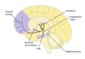 Gamify Your Life, Ventral Tegmental Area, Substantia Nigra, Nucleus Accumbens, Brain Facts, The Human Brain, Lack Of Motivation, Human Brain, Neurology