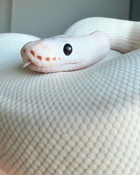 Snake Photos, Pretty Snakes, Colorful Snakes, Pet Ball, Reptile Room, Snake Lovers, Cute Reptiles, Cute Snake, Python Snake