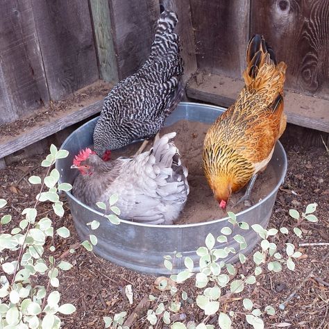 Backyard Chickens 101: What to Expect When You're Expecting ~ Homestead and Chill Diy Chicken Dust Bath, Diy Dust Bath, Chicken Dust Bath Ideas, Chickens Homestead, Chicken Dust Bath, Dust Bath For Chickens, Herbs For Chickens, Day Old Chicks, Dust Bath