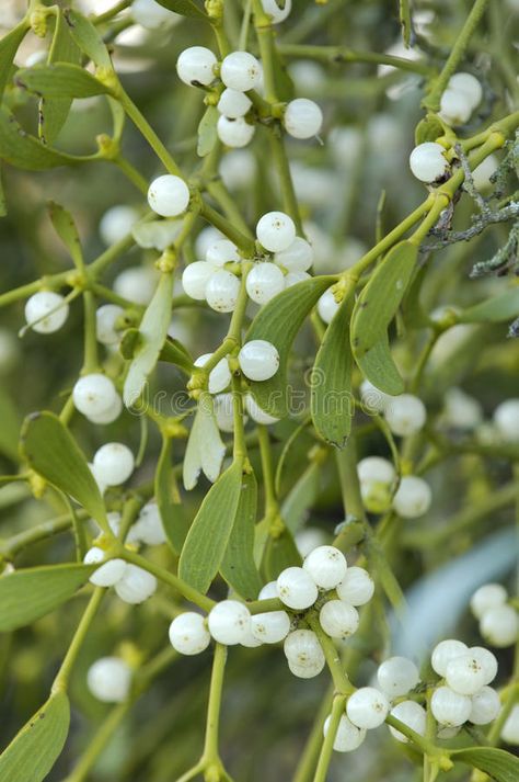 Mistletoe with white berries - Viscum album. Mistletoe with white berries Viscum , #SPONSORED, #white, #Mistletoe, #berries, #album, #Viscum #ad Mistletoe Flower, Images Of Mistletoe, Mistletoe Photo, White Berries, Mistletoe Aesthetic, Winter Berries, Christmas Plants, Plant Projects, Winter Flowers