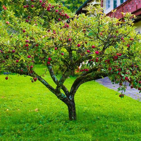 USDA Organic (Low-Chill) Fuji Apple Trees for Sale– FastGrowingTrees.com Apple Tree Care, Apple Plant, Prune Fruit, Blooming Apples, Pruning Fruit Trees, Fuji Apple, Garden On A Hill, Tree Pruning, Apple Trees