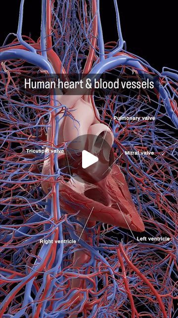 Science Optics on Instagram: "Human heart and the blood vessels. - - - #heart #anatomy #medicine #humanity" Inside Human Body, Human Heart Anatomy, Tricuspid Valve, Mitral Valve, Medical Animation, Heart Valves, The Human Heart, Medical Videos, Heart Anatomy