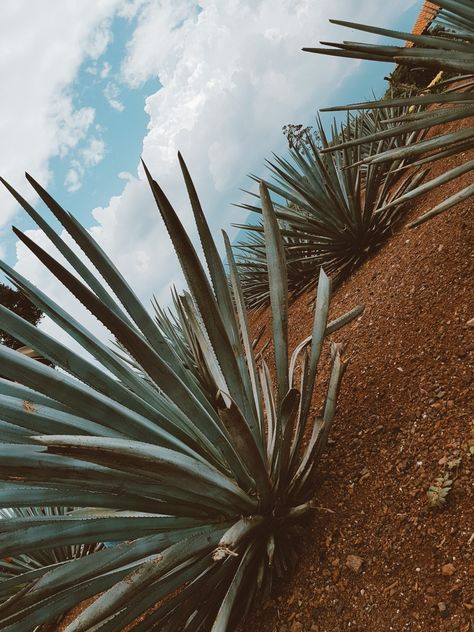 Tequila Aesthetic, Family Compound, Plants Are Friends, Mexican Style, Tequila, Trees To Plant, Vision Board, Trees, Mural