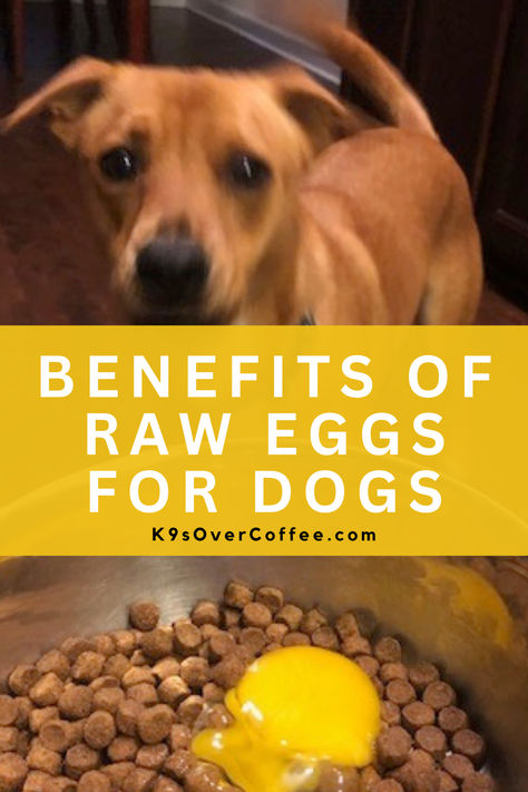 Brown dog wagging his tail over a raw egg cracked over kibble in a dog bowl. High Protein Homemade Dog Food, Raw Eggs For Dogs, Raw Chicken For Dogs, Dog Food Ideas, Eggs For Dogs, Dog Dry Skin, Egg Benefits, Raw Eggs, Raw Dog Food