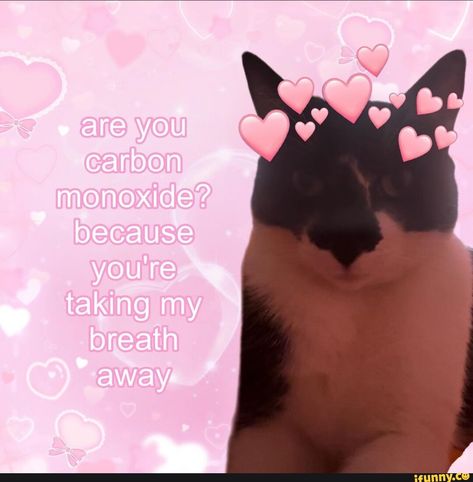 LOL!!! :) Cat Pick Up Lines, Best Flirting Lines, Silly Love, Pick Up Line, Funny Looking Cats, Funny Aesthetic, Pick Up Lines Funny, Cute Inspirational Quotes, Carbon Monoxide