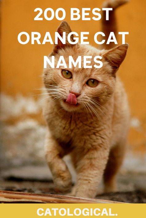 Male Cat Names Unique, Orange Cat Names, Ginger Cat Names, Tabby Cat Names, Boy Cat Names, Girl Cat Names, Cats Health, Unique Cat Names, Cute Cat Names