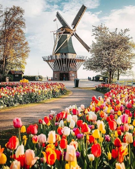 Windmill Images, Holland Windmills, Tulip Season, Dutch Windmills, Tulip Fields, Beautiful Landscape Wallpaper, Believe In Magic, Tulips Flowers, Tag Someone Who