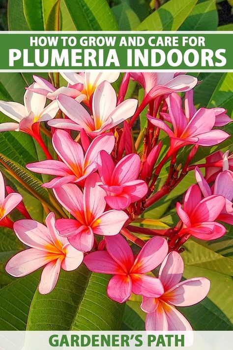 Plumeria aka frangipani is a tropical shrub with gorgeous, fragrant blooms. It's a tender plant that can't tolerate cold climates, only suitable for cultivation outdoors in Zones 9 to 11. In other Zones, you can grow plumeria indoors instead. Learn how to grow plumeria as a houseplant in this guide. #plumeria #gardenerspath Plumeria Indoor, Houseplant Tips, Best Houseplants, Gardening Gear, Homemade Soup Recipe, Gardening Books, Soil Layers, Indoor Gardens, Cold Frame