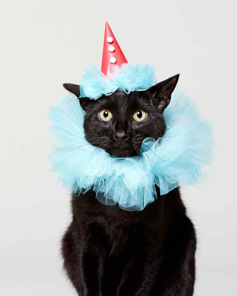 Halloween Costumes For Pet, Diy Pet Costumes, Costumes For Dogs, Cat Costume Diy, Clown Halloween Costumes, Birthday Costume, Halloween Costumes To Make, Fancy Dog, Cat Halloween Costume