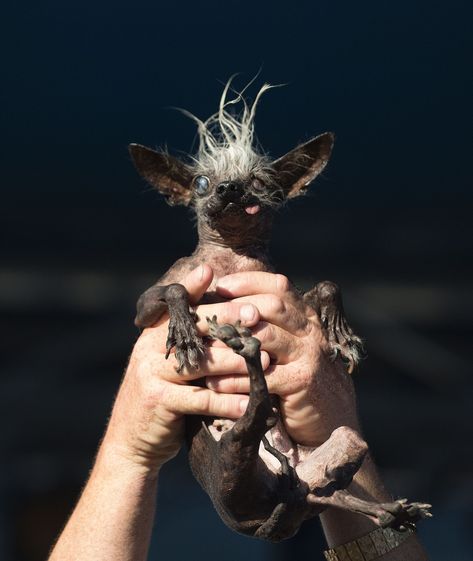 The Newly Crowned "World's Ugliest Dog" Has a Truly Beautiful Soulcountryliving Ugliest Dog, World Ugliest Dog, Dog Contest, Chihuahua Breeds, Ugly Animals, Crazy Animals, Ugly Dogs, Dog Chihuahua, Chihuahua Lover