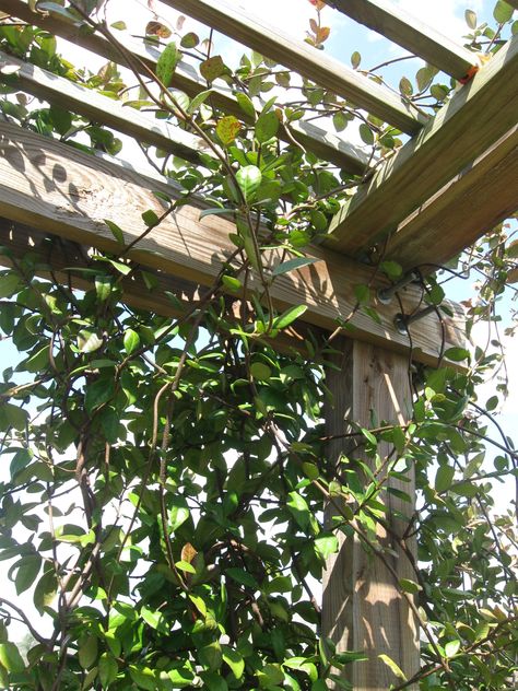 Learn from our building mistakes of a Jasmine Pergola! Pergola Vine Ideas, Pergola With Jasmine, Star Jasmine On Pergola, Garden Pergola Ideas Climbing Vines, Climbing Hydrangea Pergola, Jasmine On Pergola, Jasmin Pergola, Star Jasmine Pergola, Pergola Plants Vines